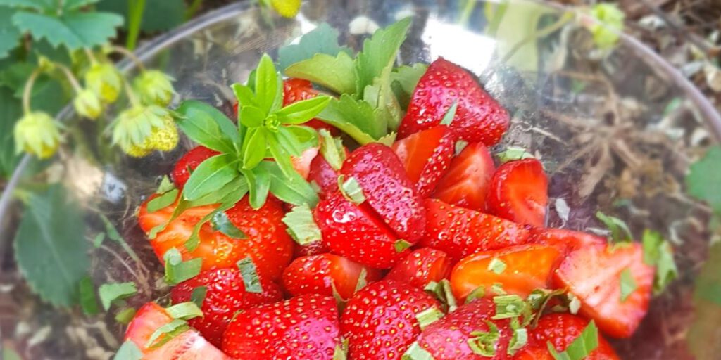 erdbeeren mit waldmeister copy.jpg